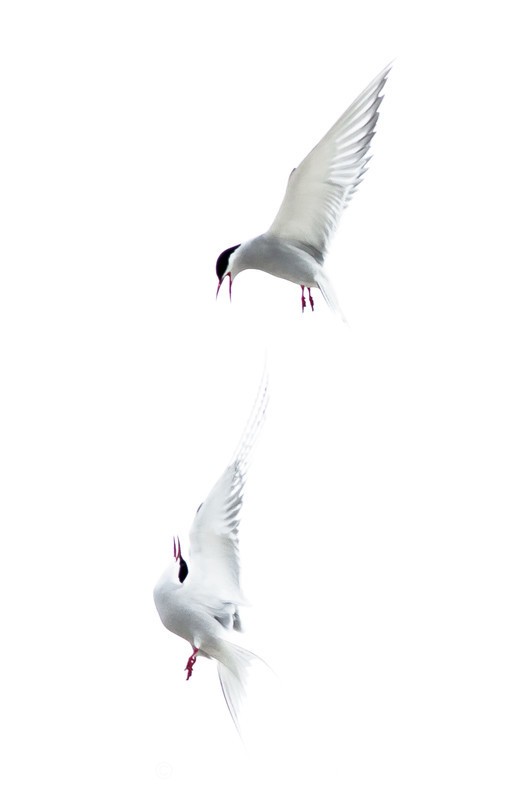 Arctic Terns - Gulls and Terns