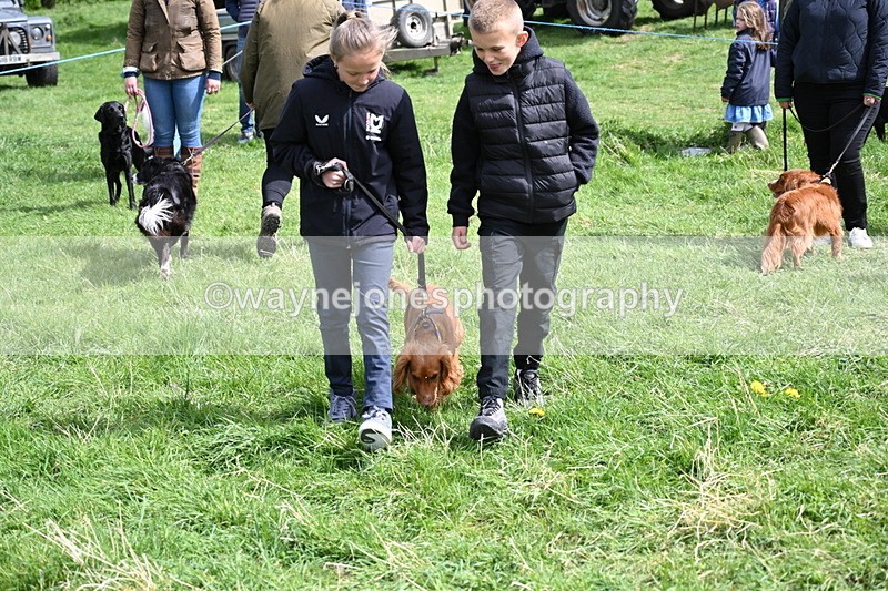 WJ6_8909 - Class 8 Best Working / Gun Dog or Bitch