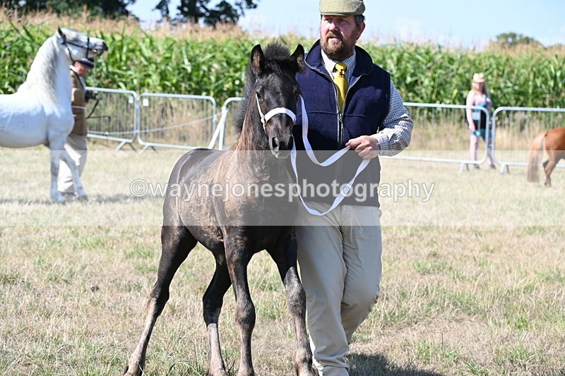 WJ6_4676 - Class 17 Mountain & Moorland