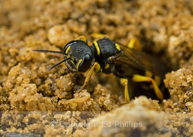 Mellinus arvensis (f) - Mellinus arvensis