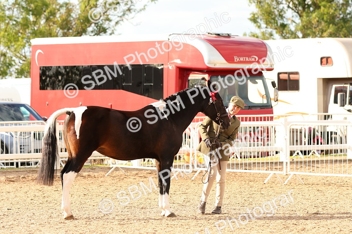 SBM_18366 - Class 318 - IH Part Bred Horse Pony
