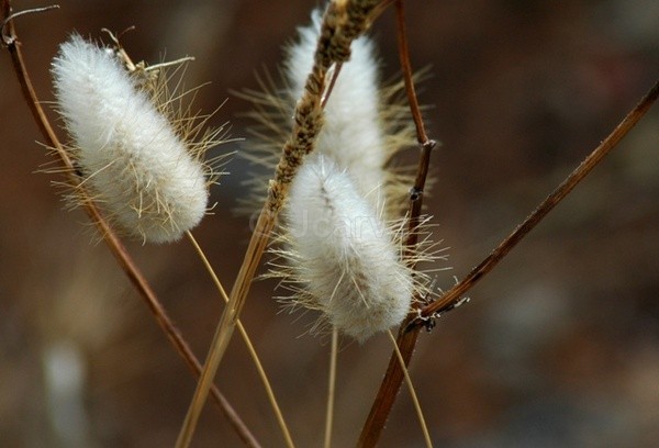 Fluffy - Flowers and Plants