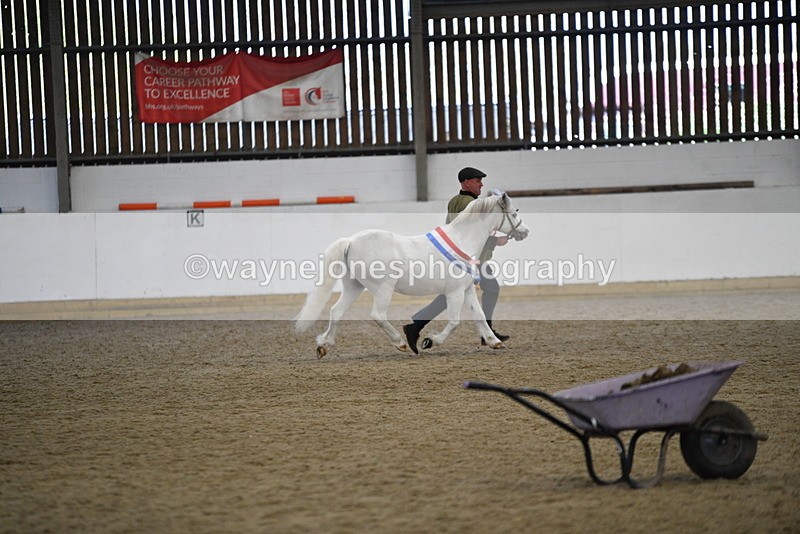 WJ5_5823 - Morning in hand Championship