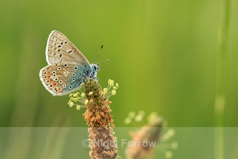 Male Common Blue on Ribwort Plantain, Seven Barrows, Berkshire - INSECTS