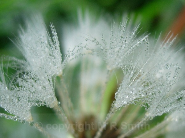 Frosty Dandy Seeds - MACRO & CLOSE UPS 2