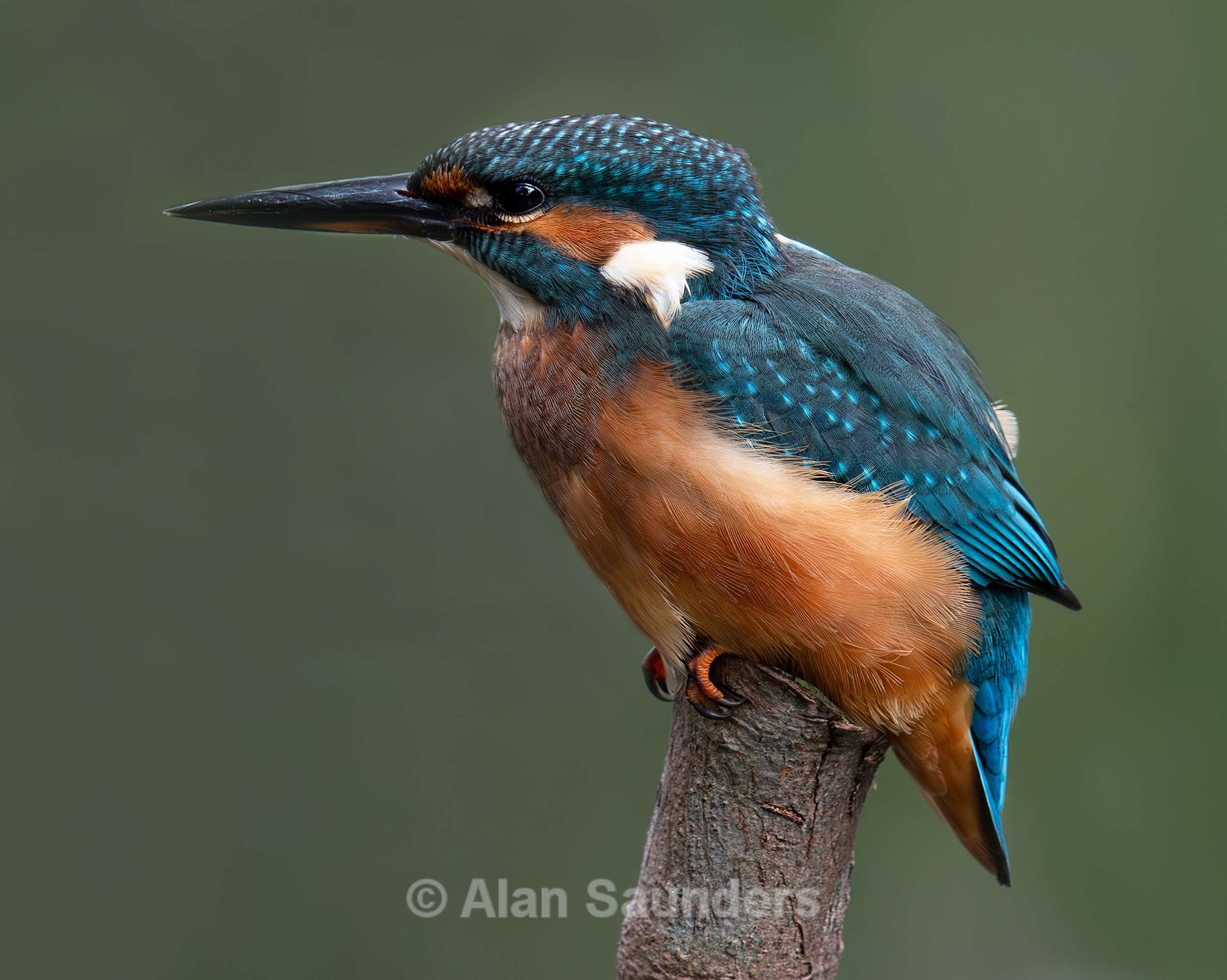 Common Kingfisher 8