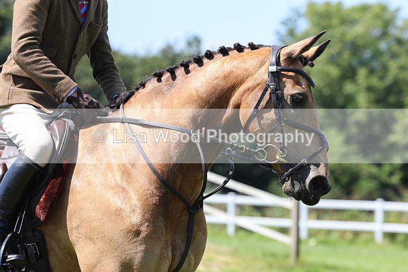 3E7A9037 - Class 6: Open Working Horse