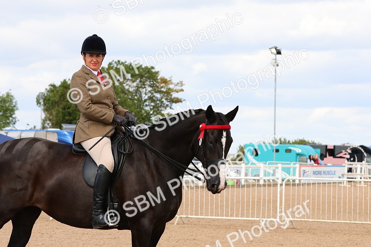 SBM_14156 - Class 213 - Ridden Hack Riding Horse