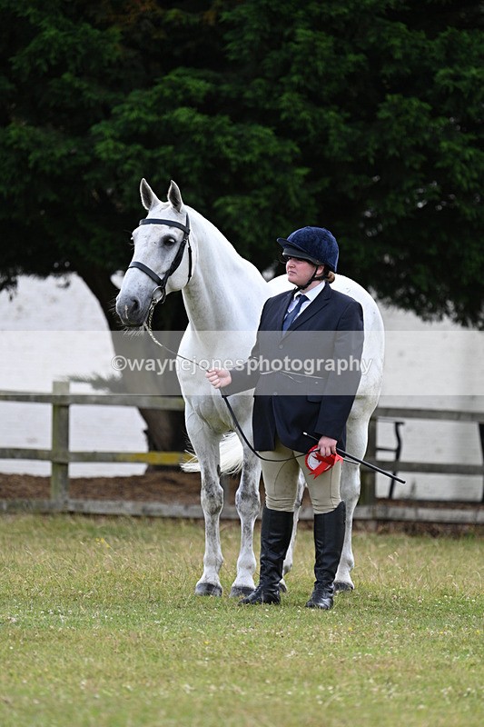 WJ7_7171 - Class 5a Most Handsome Gelding in Hand