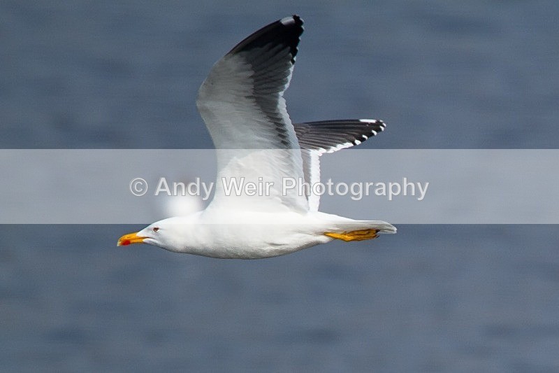 20120324-_MG_9675 - Gulls