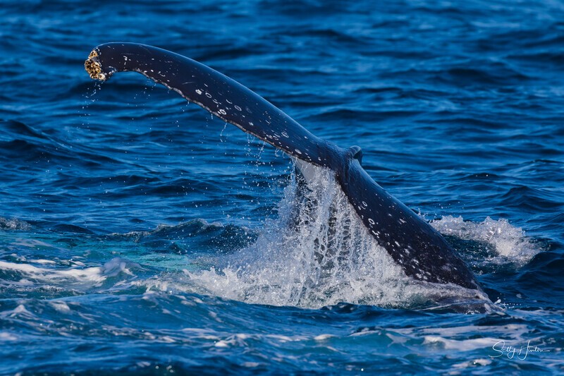 Labour thrash 5 - Humpback Whales