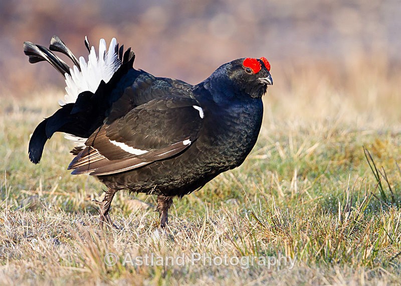 Astland Photography, Bird and Wildlife Images, Susan and Peter Wilson, U.K.