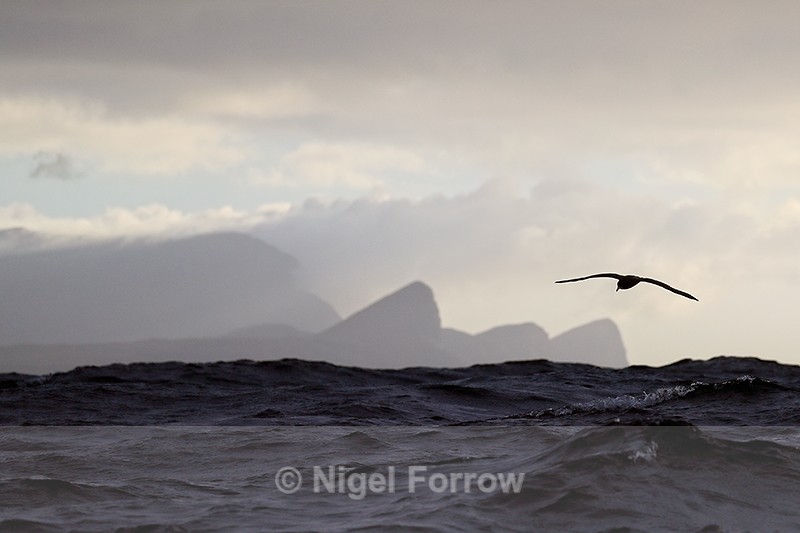 White-chinned Petrel, Cape Point, South Africa - White-chinned Petrel