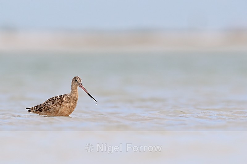 Marbled Godwit standing in lagoon, Fort De Soto Park, Florida - Marbled Godwit