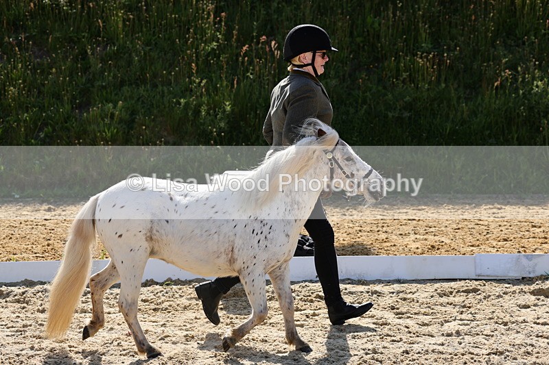 1X9A0601 - Class 3: Youngstock 1, 2, 3 year old not to exceed 153cm