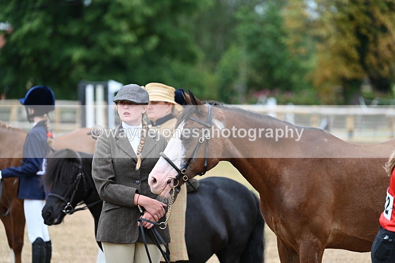 WJ7_8170 - Class 4 Prettiest Mare up to 14.2hh