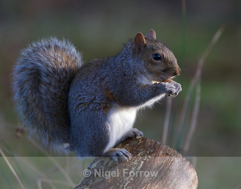 Grey Squirrel feeding while sat on a log at Arne RSPB - Squirrel