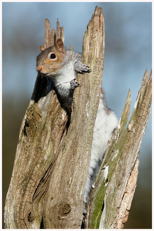 Inquisitive Squirrel  - Latest Work