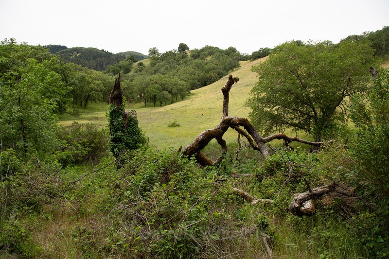 Cattle field - Abandoned Line