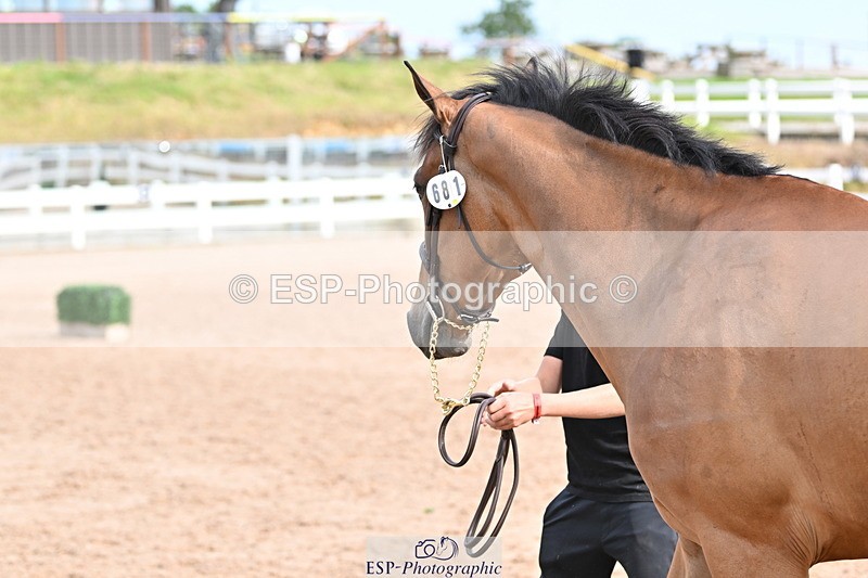 240717A-165816-03580 - Trot Up 4pm to 5pm