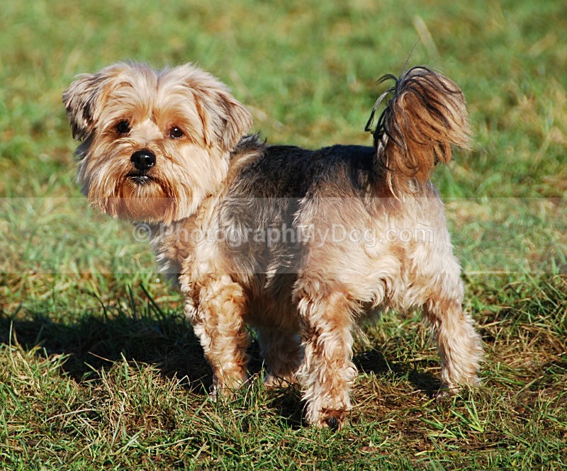  - Yorkshire Terriers
