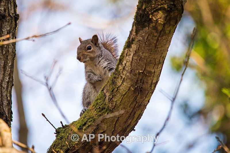 ACP_1050-1 - Squirrels