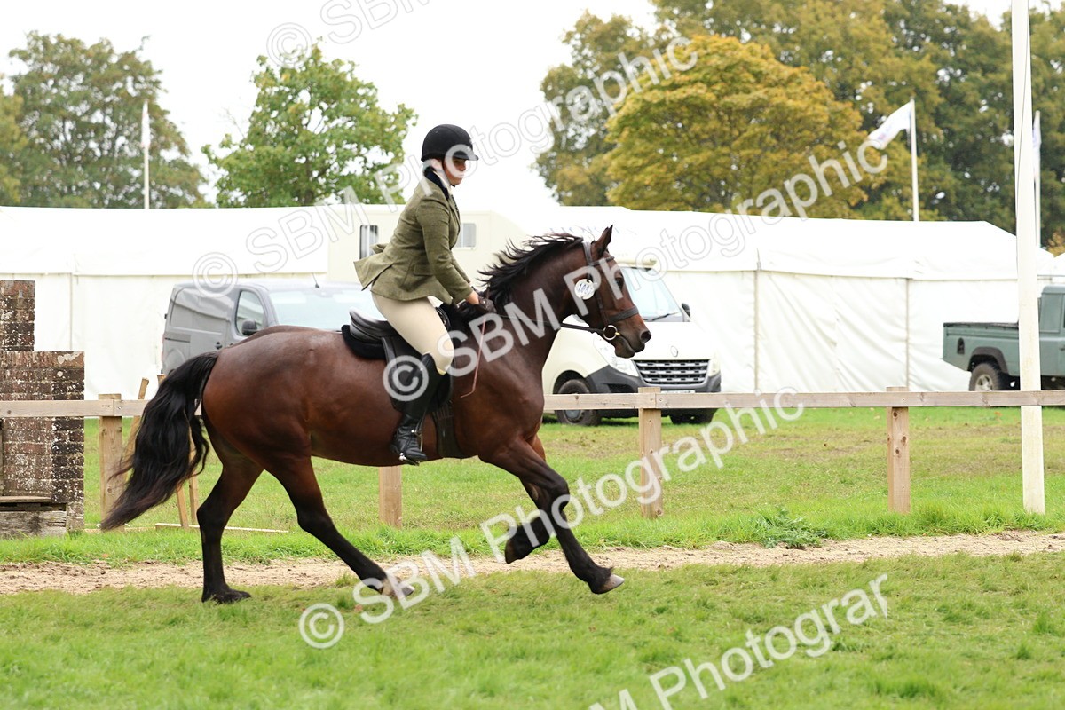 SBM_69611 - S62 - Mountain & Moorland Ridden Large Breeds