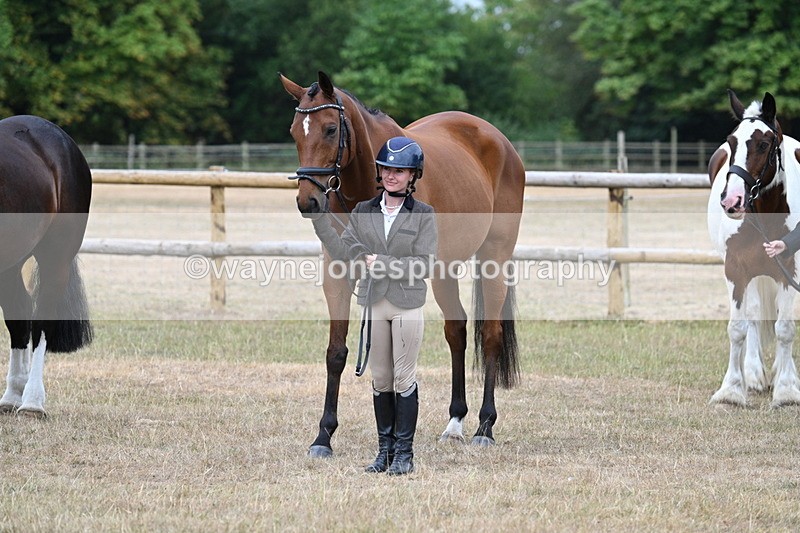 WJ7_9934 - Class 5a Most Handsome Gelding (above 14.2hh)