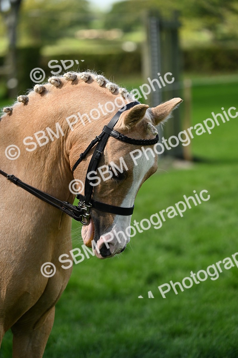 SBM_02836 - S3 - TSR Ridden Pony Showing