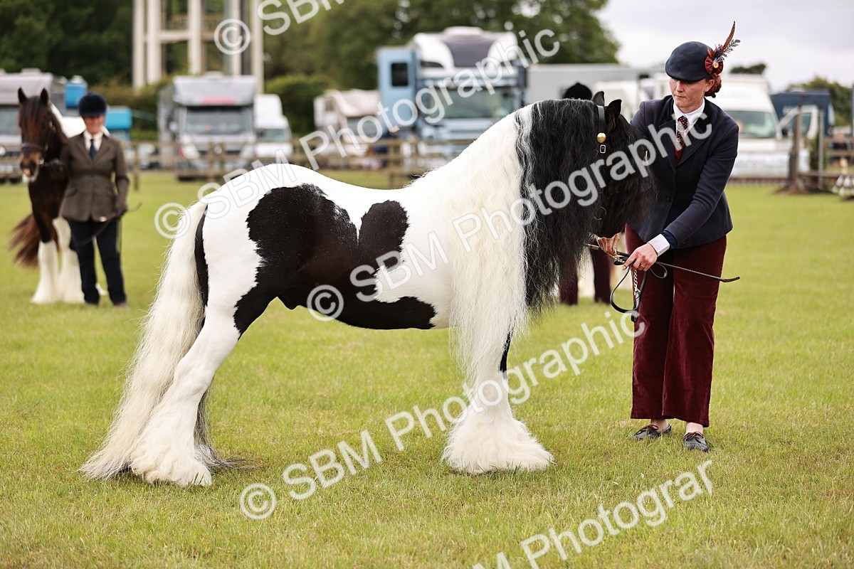 SBM_05990 - Class 39-41 TGCA In Hand and Ridden