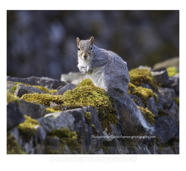  - Wildlife Wildlife