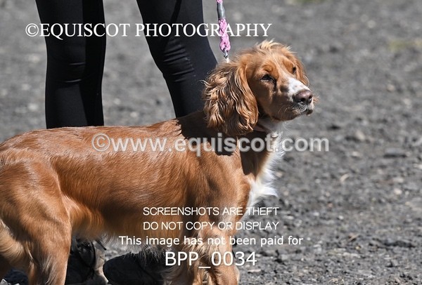 BPP_0034 - CLASS 19 SUN Senior British Novice/ 90cm Open