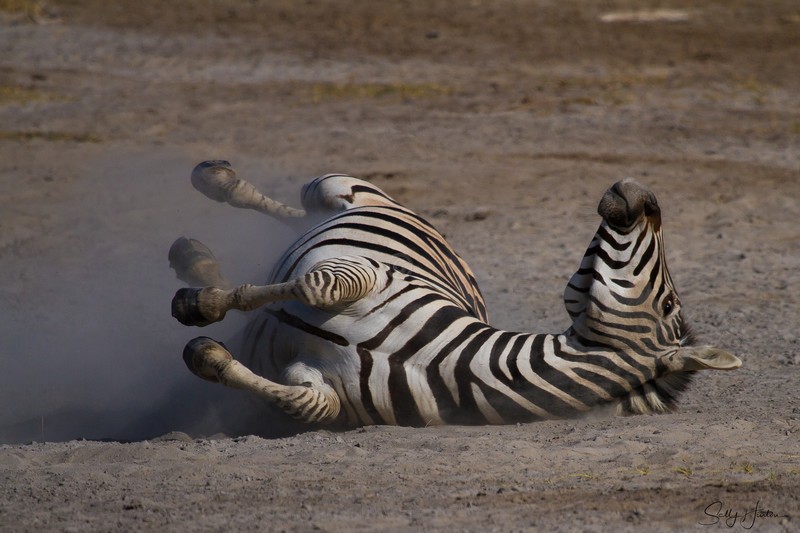 Rolling Zebra