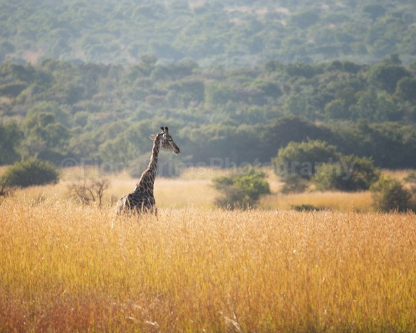 Africa-155 - African Wildlife
