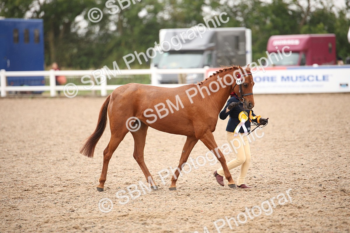 SBM_20153 - Class 702 - IH  Show Horse Pony