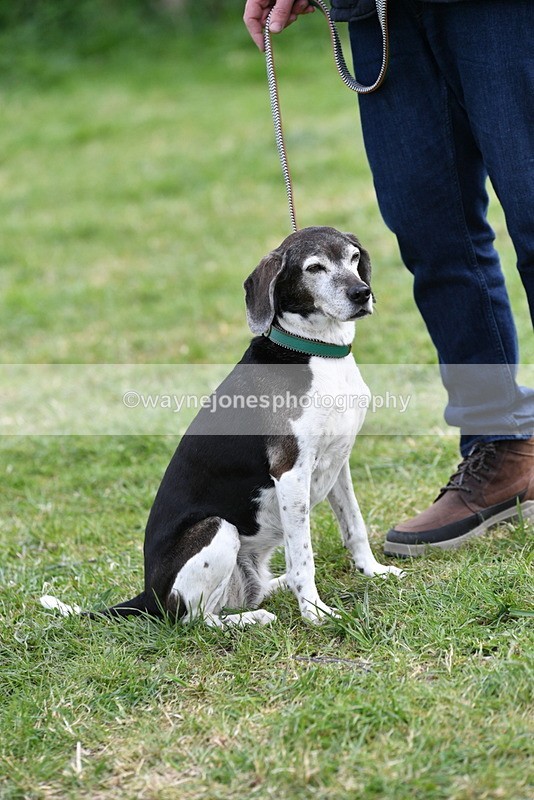 WJ5_0198 - Class 5 Best Veteran / 7 years & over