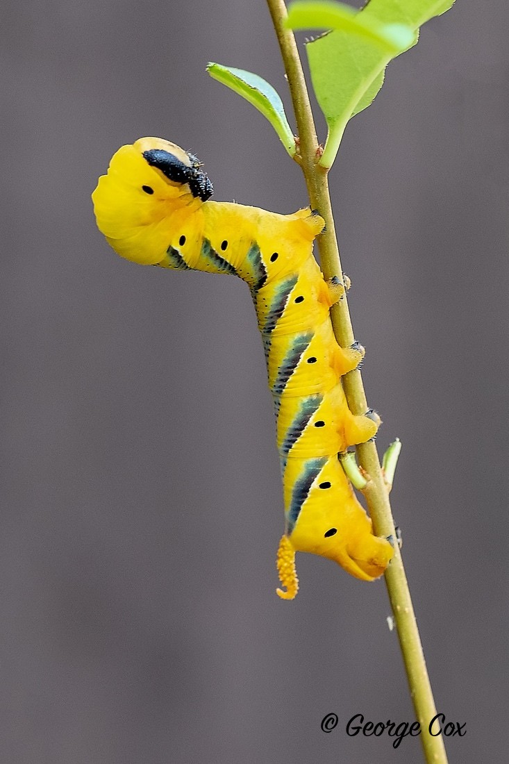 Deaths Head Hawk larva - Acherontia atropos - Moths