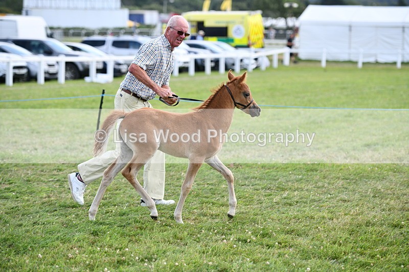 DSC_8511 - Class 69: Pure, Anglo & Part Bred In Hand Arab