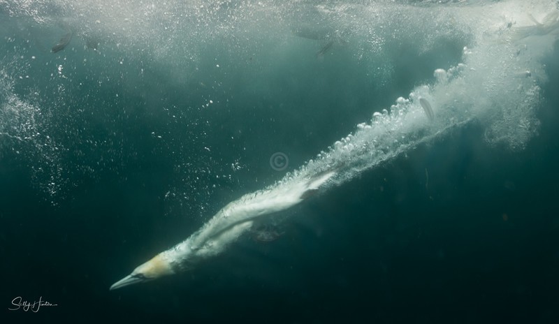 Gannets Underwater 11