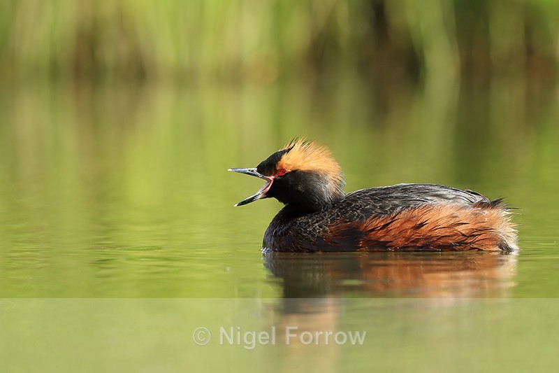Slavonian Grebe calling, Lake Myvatn, Iceland - Slavonian Grebe