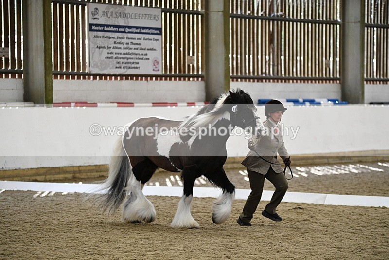 WJ5_5028 - Class 7 In hand coloured / odd coloured