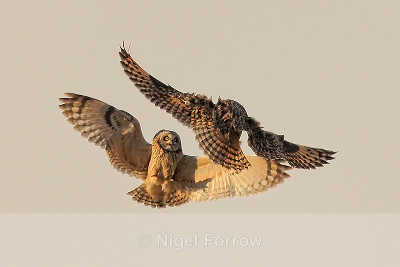 Short-eared Owls fighting, Hawling, Gloucestershire - Short-eared Owl