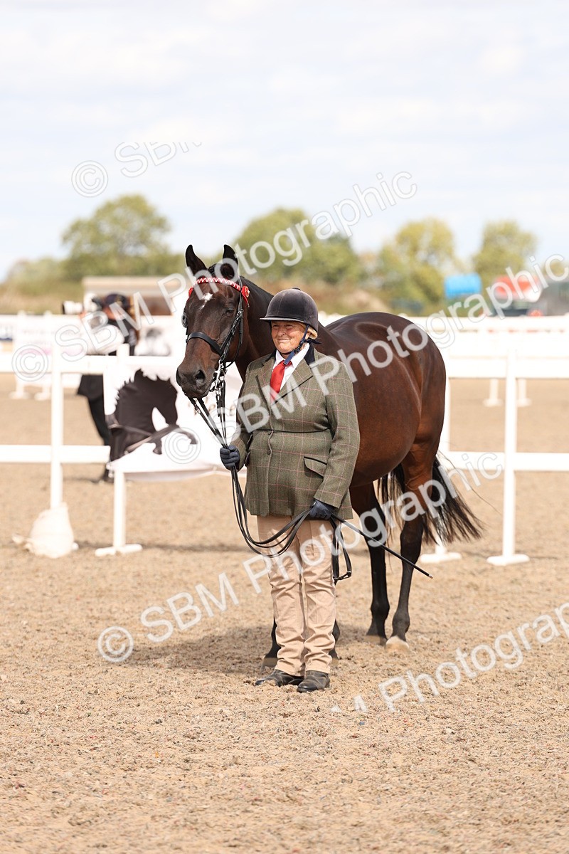 SBM_15371 - Class 210- IH Show Horse