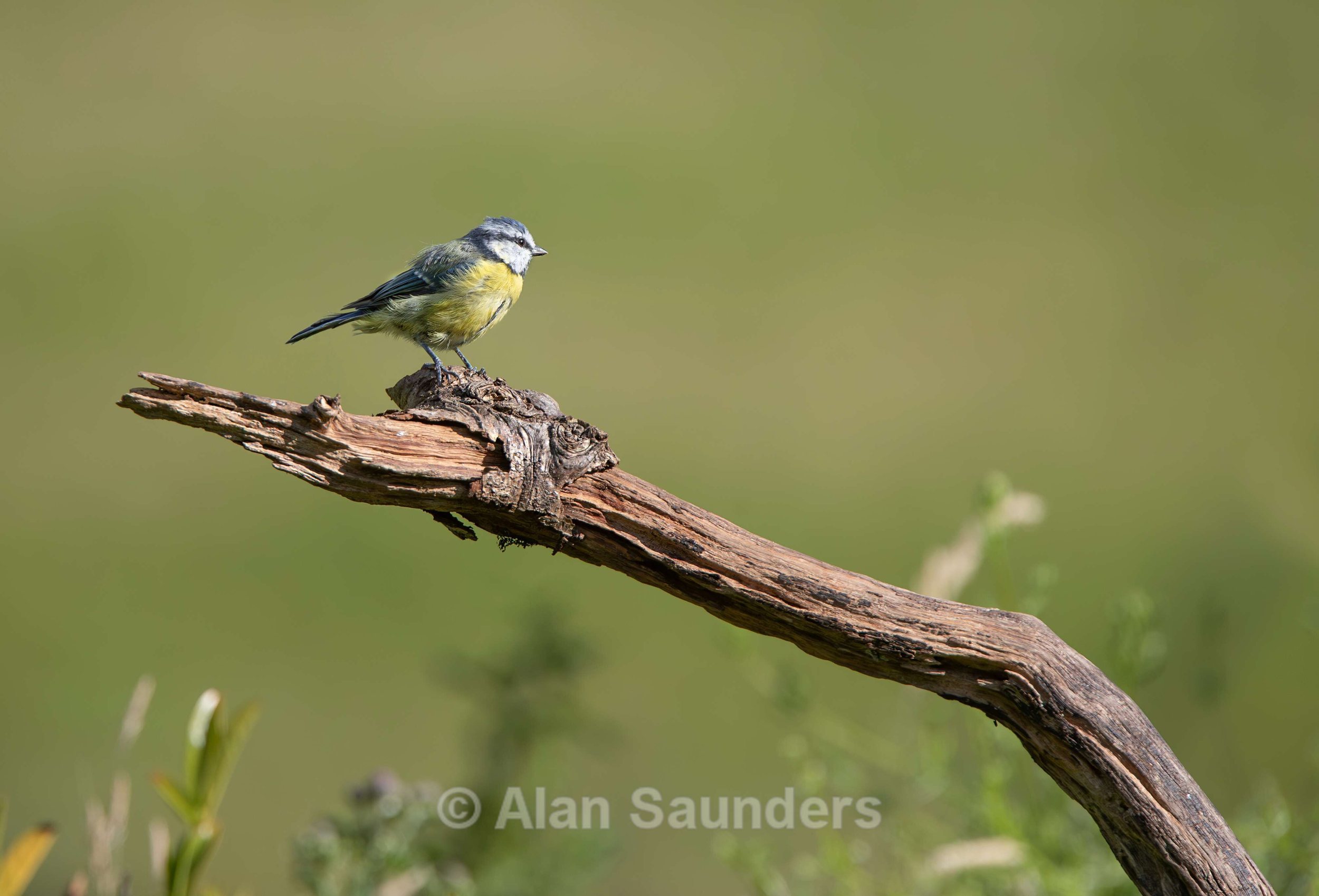 Blue Tit 3