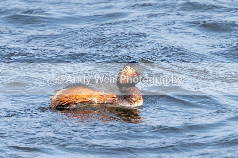 190415-untitled-8E0A7720 - Black-necked Grebe