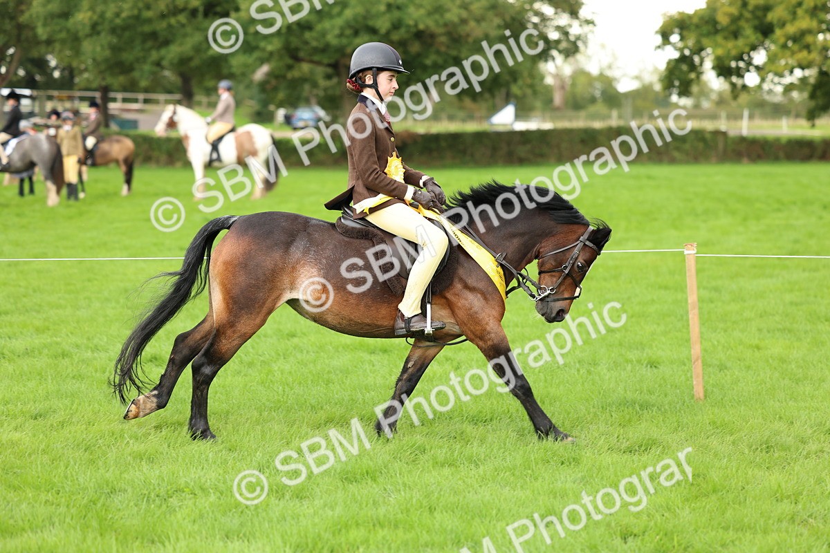 SBM_41914 - S32 - Mountain & Moorland Working Hunter Pony