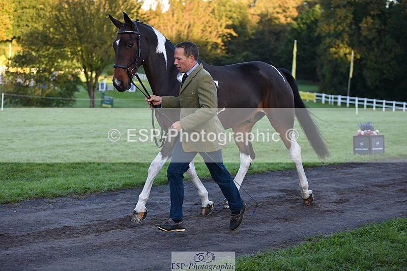 231022-083530-21246 - 640-UP.TO.MISCHIEF-Will.van.Ufford-TrotUp+SJ