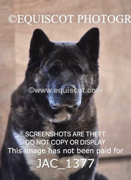 JAC_1377 - CLASS 1 60CM