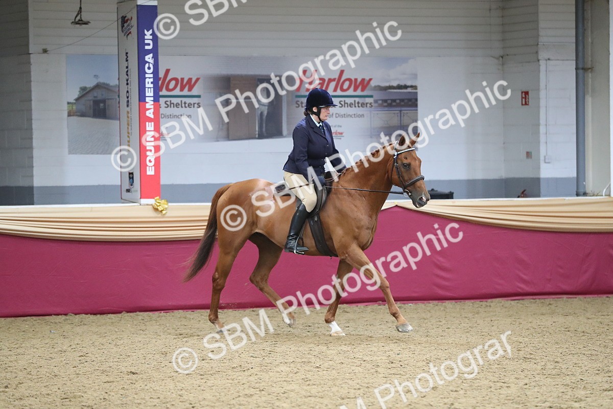 SBM_12356 - Class 108 Ridden Retired Racehorse- Pre Judging