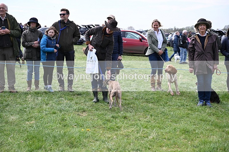 WJ6_9127 - Class 8 Best Working / Gun Dog or Bitch